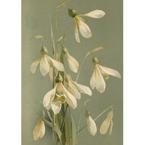 Skna Ting Enkeltkort - Vintage Spring - Snowdrops