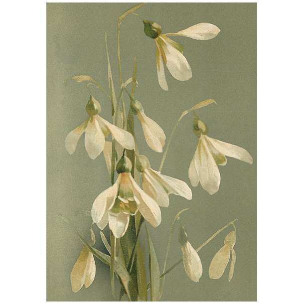 Skna Ting Enkeltkort - Vintage Spring - Snowdrops