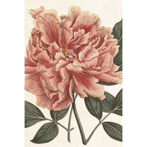 Skna Ting Enkeltkort - Sweet Peonies - Pink