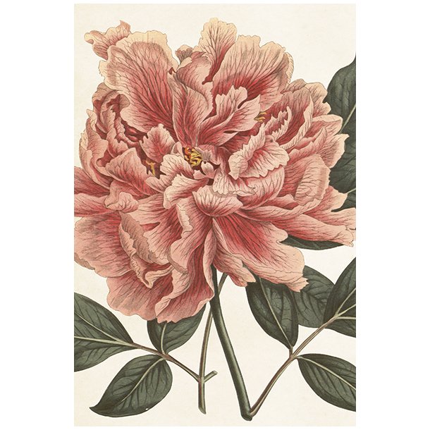 Skna Ting Enkeltkort - Sweet Peonies - Pink