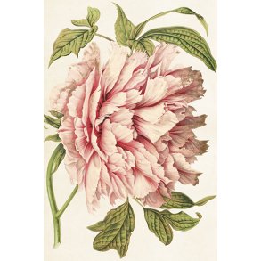 Skna Ting Enkeltkort - Sweet Peonies - Pale Rose