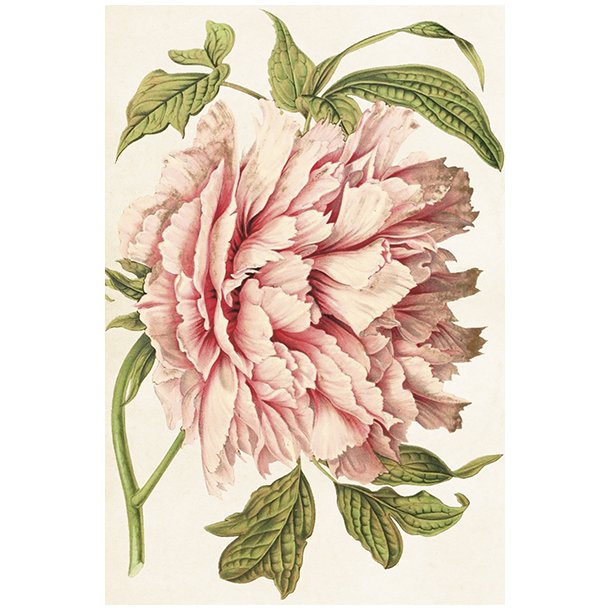Skna Ting Enkeltkort - Sweet Peonies - Pale Rose