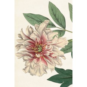 Skna Ting Enkeltkort - Sweet Peonies - White