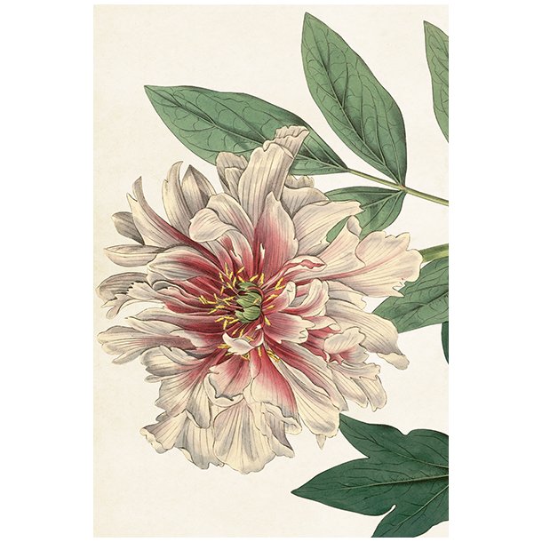 Skna Ting Enkeltkort - Sweet Peonies - White
