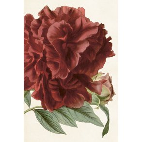 Skna Ting Enkeltkort - Sweet Peonies - Burgundy