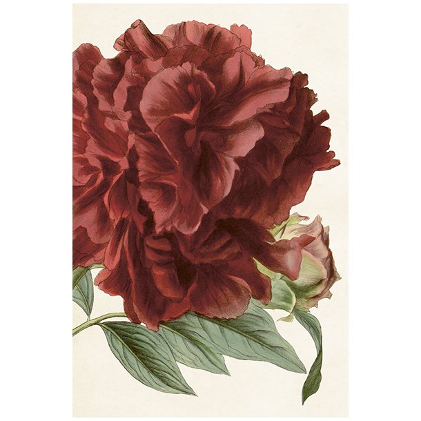 Skna Ting Enkeltkort - Sweet Peonies - Burgundy