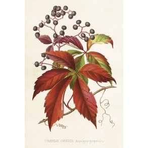 Skna Ting Enkeltkort - Virginian Creeper