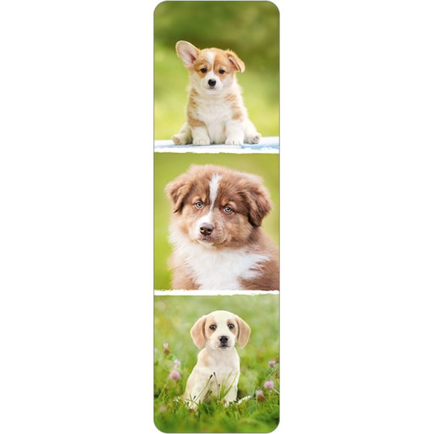 Hartung Bogmrke - Puppies