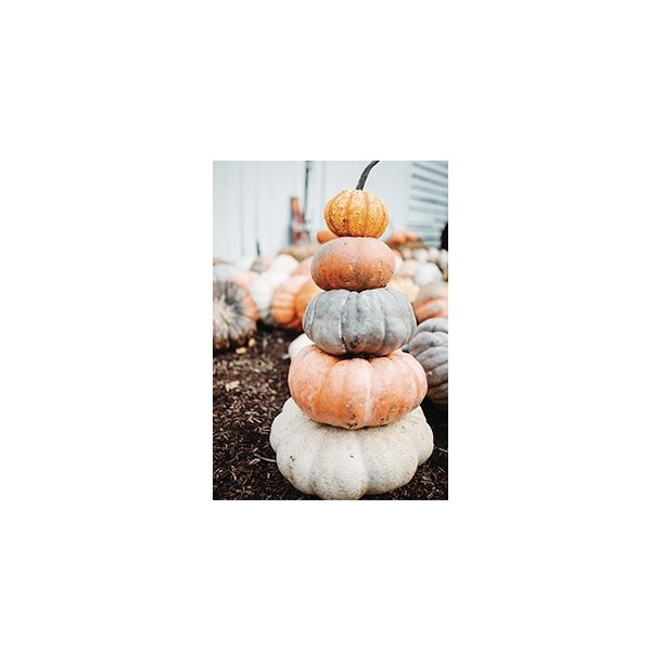 Skna Ting Dobbeltkort - Fall in Love - Pumpkins