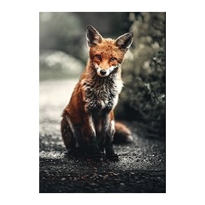 Skna Ting Dobbeltkort - Fall in Love - Fox