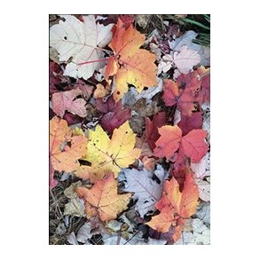 Skna Ting Dobbeltkort - Fall in Love - Leaves