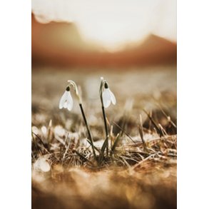 Skna Ting Dobbeltkort - Nordic Light - Snowdrop