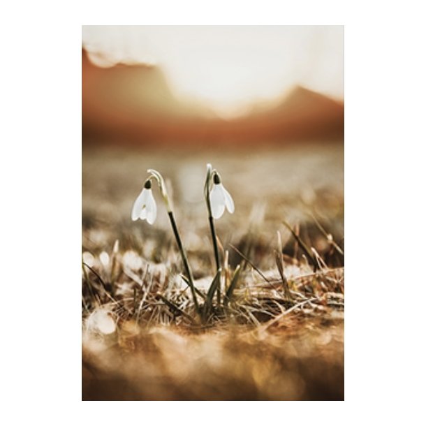 Skna Ting Dobbeltkort - Nordic Light - Snowdrop