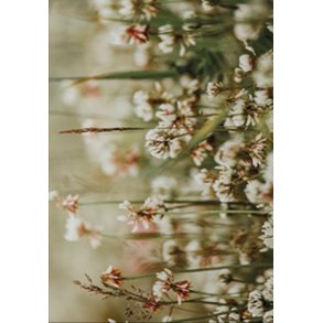 Skna Ting Dobbeltkort - Nordic Light - White Clover