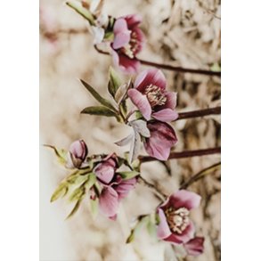 Skna Ting Dobbeltkort - Nordic Light - Helleborus