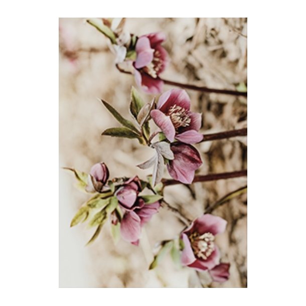 Skna Ting Dobbeltkort - Nordic Light - Helleborus