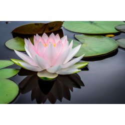 Paperblanks Blyant - Monet Water Lilies