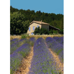 Brevpapir st - Lavender Garden