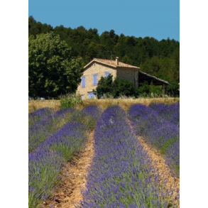Brevpapir st - Lavender Garden