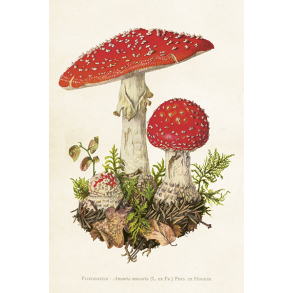 Skna Ting Enkeltkort - Fluesvampe