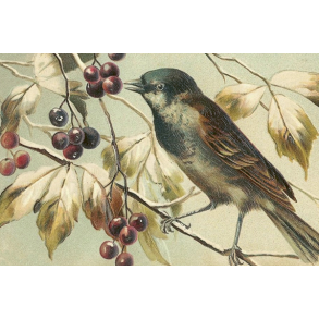 Skna Ting Enkeltkort - Fugl & Br