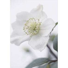 Skna Ting Dobbeltkort - Winter Vibe - Helleborus