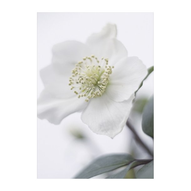 Skna Ting Dobbeltkort - Winter Vibe - Helleborus