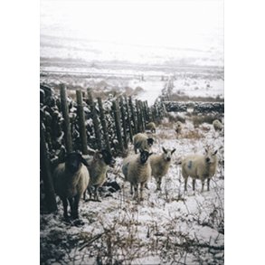 Skna Ting Dobbeltkort - Winter Vibe - Sheep
