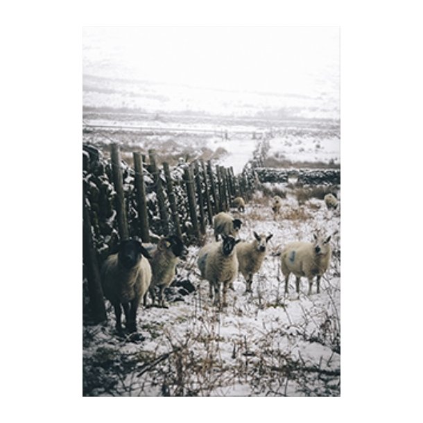 Skna Ting Dobbeltkort - Winter Vibe - Sheep