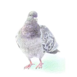 Tombow Irojiten Farveblyant Pigeon Grey